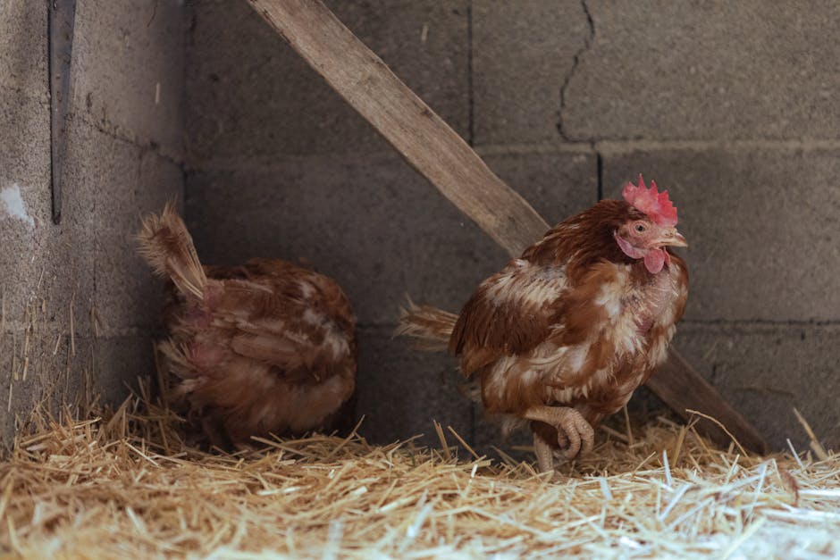 Keeping Chickens: A Practical Guide for Beginners